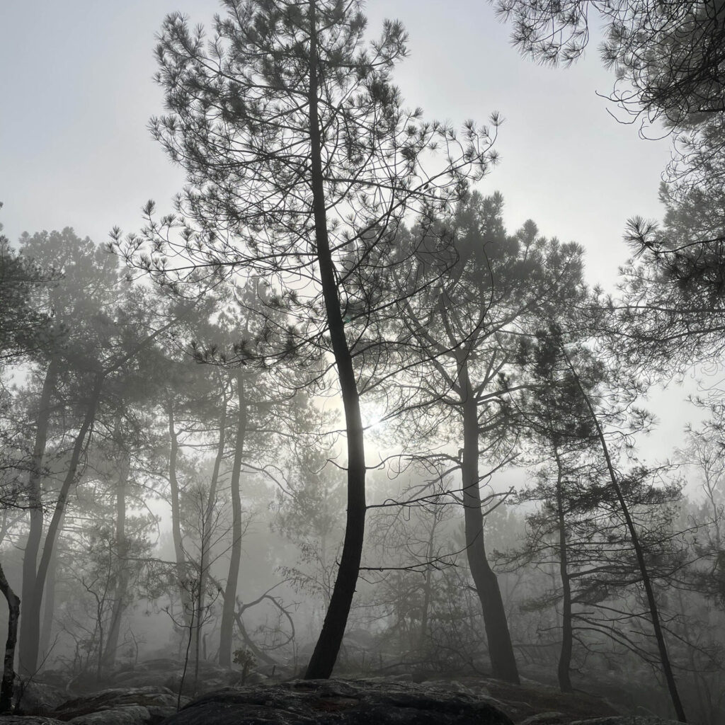 Arbre Fontainebleau Réveil Hiver 1